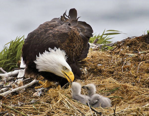 Eagle and babies