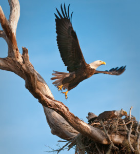 Eagle flying