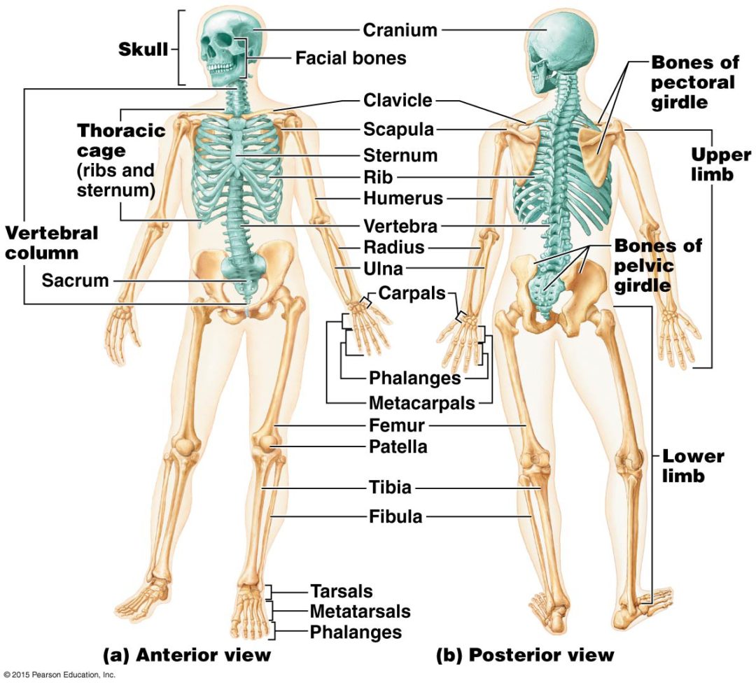 skeletal system diagram easy