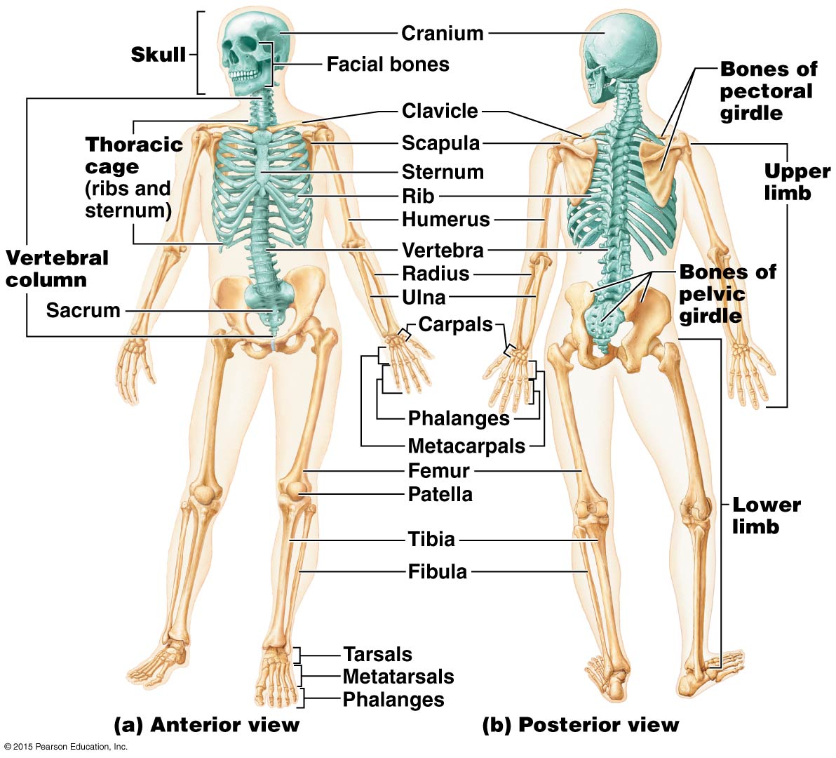 long essay on skeletal system