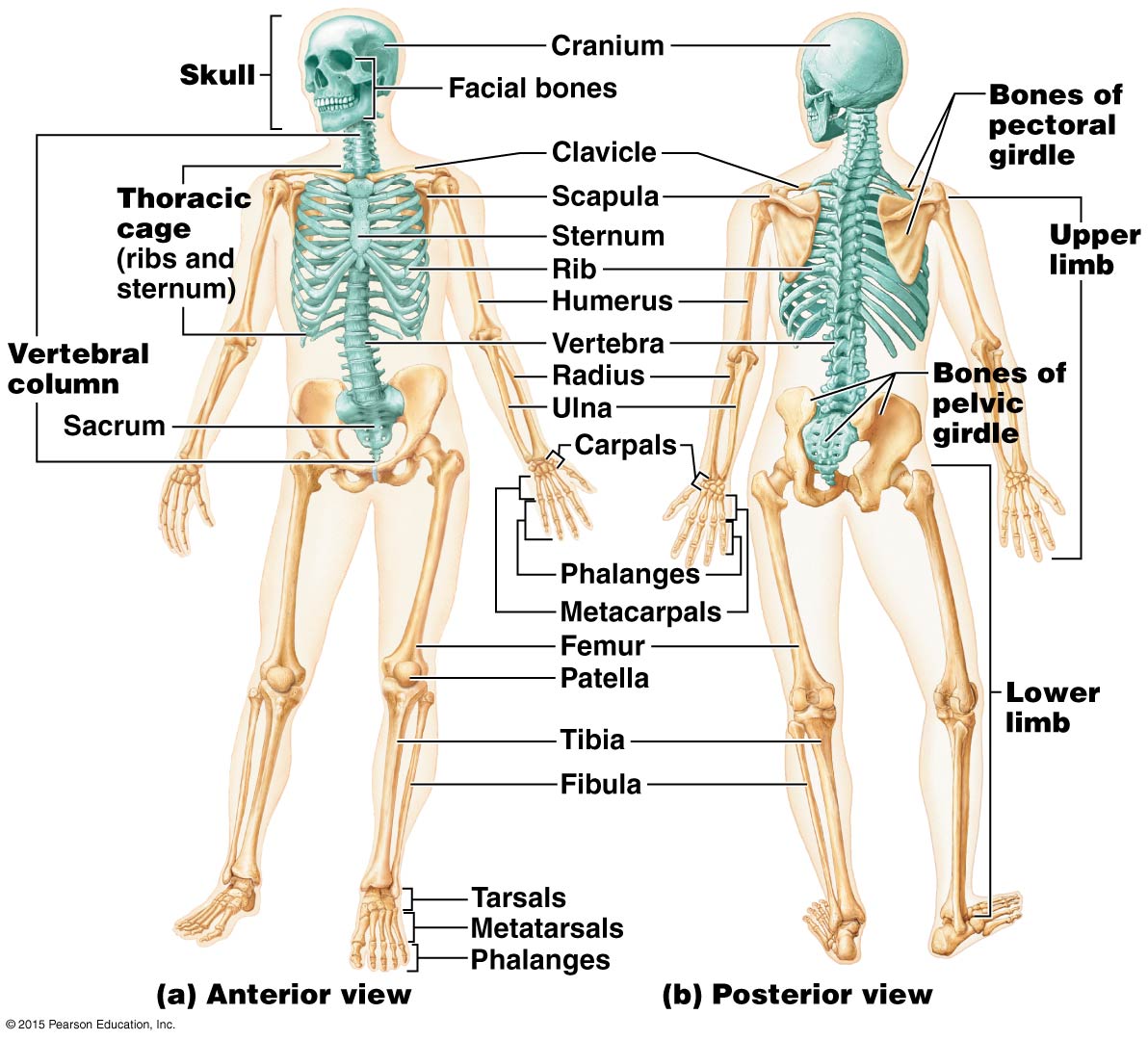 draw the skeletal system and name the parts