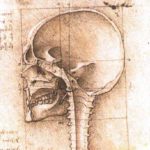 leonardo-skull